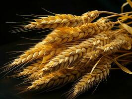 AI generated Yellow Wheat Ears Isolated on Black Background. Wheat Grains. Generative AI photo