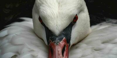 ai generado cerca arriba de un blanco cisne con hermosa ojos. generativo ai foto