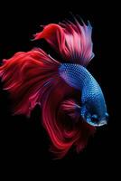 ai generado agresivo siamés pescar pez, Betta con multi vibrante colores aislado negro antecedentes foto
