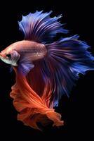 AI generated Aggressive Siamese Fishing Fish, Betta with multi vibrant colors isolated black background photo