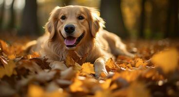 AI generated Golden retriever dog sitting on a pile of dry maple leaves, autumn theme concept photo