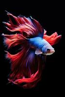 AI generated Aggressive Siamese Fishing Fish, Betta with multi vibrant colors isolated black background photo