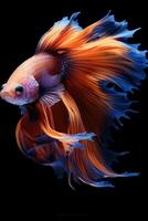 AI generated Aggressive Siamese Fishing Fish, Betta with multi vibrant colors isolated black background photo