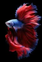 ai generado agresivo siamés pescar pez, Betta con multi vibrante colores aislado negro antecedentes foto