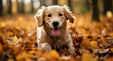 AI generated Golden retriever dog sitting on a pile of dry maple leaves, autumn theme concept photo