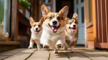 ai generado grupo de linda pembroke galés corgi perro corriendo en un soleado día frente a el cámara foto