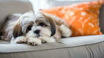 ai generado linda joven shih tzu perro sentado en sofá y mirando a cámara foto