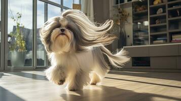 ai generado linda joven shih tzu perro con largo pelo sentado en el habitación y mirando a cámara foto