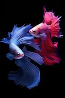 AI generated Aggressive Siamese Fishing Fish, Betta with multi vibrant colors isolated black background photo