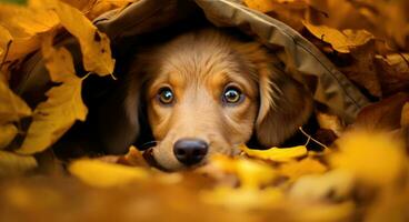 AI generated Golden retriever dog sitting on a pile of dry maple leaves, autumn theme concept photo