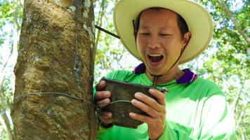 Happy rubber plantation workers look rubber trees. Harvesting  from in rubber plantation . photo