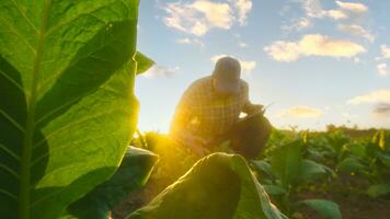 Asian young farmers and tobacco agriculturist utilize the core data network in the Internet from the tablet to validate, test in a tobacco field. photo