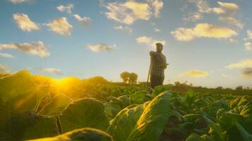 Asian young farmers and tobacco agriculturist utilize the core data network in the Internet from the tablet to validate, test in a tobacco field. photo