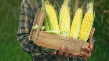 Close up hand senior woman farmers harvesting corn during the agricultural season, increasing income. photo