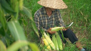 Asian farmer using tablet working cornfield. photo