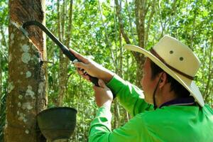 Asian rubber farmer harvesting  from rubber plantation. photo