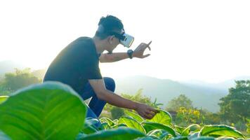 Young smart famer use the VR mask's core data network reality checking the quality of tobacco leaves in a tobacco plantation in Thailand. photo