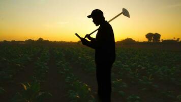 asiático joven agricultores y tabaco agricultor utilizar el núcleo datos red en el Internet desde el tableta a validar, prueba en un tabaco campo. foto