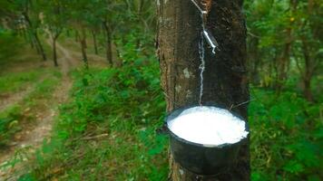 Rubber latex is dropping to rubber container  from rubber tree, Harvesting  from in rubber plantation Concept. photo