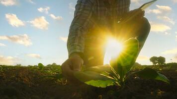 Asian young farmers and tobacco agriculturist utilize the core data network in the Internet from the tablet to validate, test in a tobacco field. photo