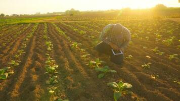 Asian young farmers and tobacco agriculturist utilize the core data network in the Internet from the tablet to validate, test in a tobacco field. photo