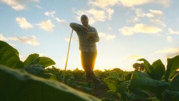 Asian young farmers and tobacco agriculturist utilize the core data network in the Internet from the tablet to validate, test in a tobacco field. photo