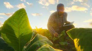 Asian young farmers and tobacco agriculturist utilize the core data network in the Internet from the tablet to validate, test in a tobacco field. photo