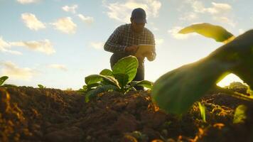 Asian young farmers and tobacco agriculturist utilize the core data network in the Internet from the tablet to validate, test in a tobacco field. photo