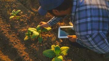 Asian young farmers and tobacco agriculturist utilize the core data network in the Internet from the tablet to validate, test in a tobacco field. photo