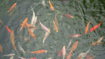 viele Mehrfarbig schick Karpfen oben Sicht. Gruppe von Koi Karpfen Cyprinus Carpio Fische sind Schwimmen im das Teich. bunt Fisch von anders Größen schwimmen im das See. groß Herde video