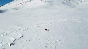 un perro en el montañas durante invierno en un soleado día. blanco nieve paisaje. video