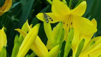 een langvleugelig vliegend gevlekte insect zit Aan de bloemknoppen van een helder geel lelie. zomer tuin. video