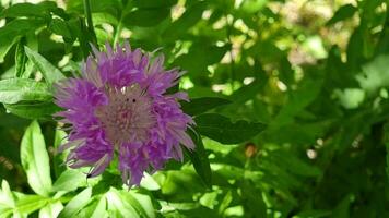 Purple cornflower on a flower bed, in the shade of trees, close-up. Floriculture. video