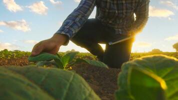 Asian young farmers and tobacco agriculturist utilize the core data network in the Internet from the tablet to validate, test in a tobacco field. photo