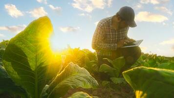 Asian young farmers and tobacco agriculturist utilize the core data network in the Internet from the tablet to validate, test in a tobacco field. photo