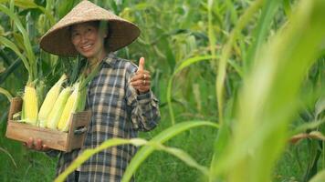 Senior woman farmers harvesting corn during the agricultural season, increasing income. photo