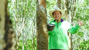 Happy rubber plantation workers look rubber trees. Harvesting  from in rubber plantation . photo