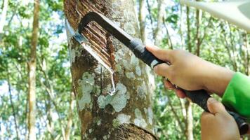 Close up hand asian rubber farmer harvesting  from in rubber plantation. photo