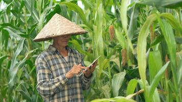 Asian farmer using tablet working cornfield. photo