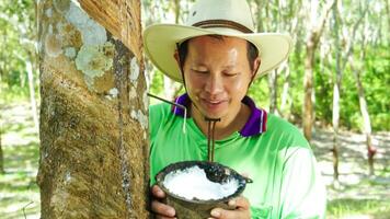 Happy rubber plantation workers look rubber trees. Harvesting  from in rubber plantation. photo