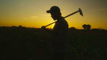 asiático joven agricultores y tabaco agricultor utilizar el núcleo datos red en el Internet desde el tableta a validar, prueba en un tabaco campo. foto