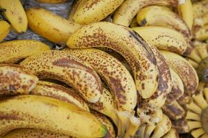 comparing rotten banana with a ripe banana on a white background photo