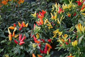 Chilli plant in the garden, photo