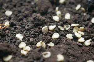 putting small seed of hot pepper in a pot with soil photo