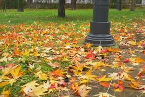otoño caído hojas mentira en el verde césped en un ciudad parque. foto