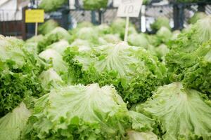 Fresco verde lechuga en el mercado foto