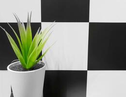 Closeup and crop decorate green plant Aloe vera in white ceramic flowerpot put on black and white chessboard pattern wall with copy space in the toilet. photo