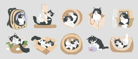 Set of cartoon playfully curious Tuxedo cat, cat behavior,Animal Character Design with Flat Colors in Various Poses,solated Vector Illustration.