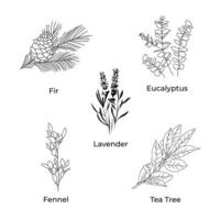 herbs , aromatic oils from herbs in a line. Icons of lavender, eucalyptus, fir, tea tree, fennel vector