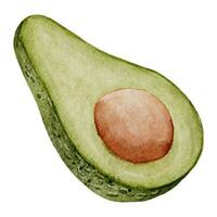 aguacate acuarela ilustración. mano dibujado acortar Arte en aislado blanco antecedentes. dibujo de medio un Fruta con un semilla. vegetal botánico pintura para comida embalaje diseño. bosquejo de un planta vector